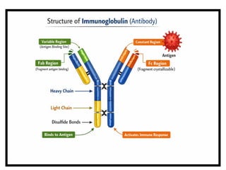 immunoglobins antibodies their structure types | PPTX