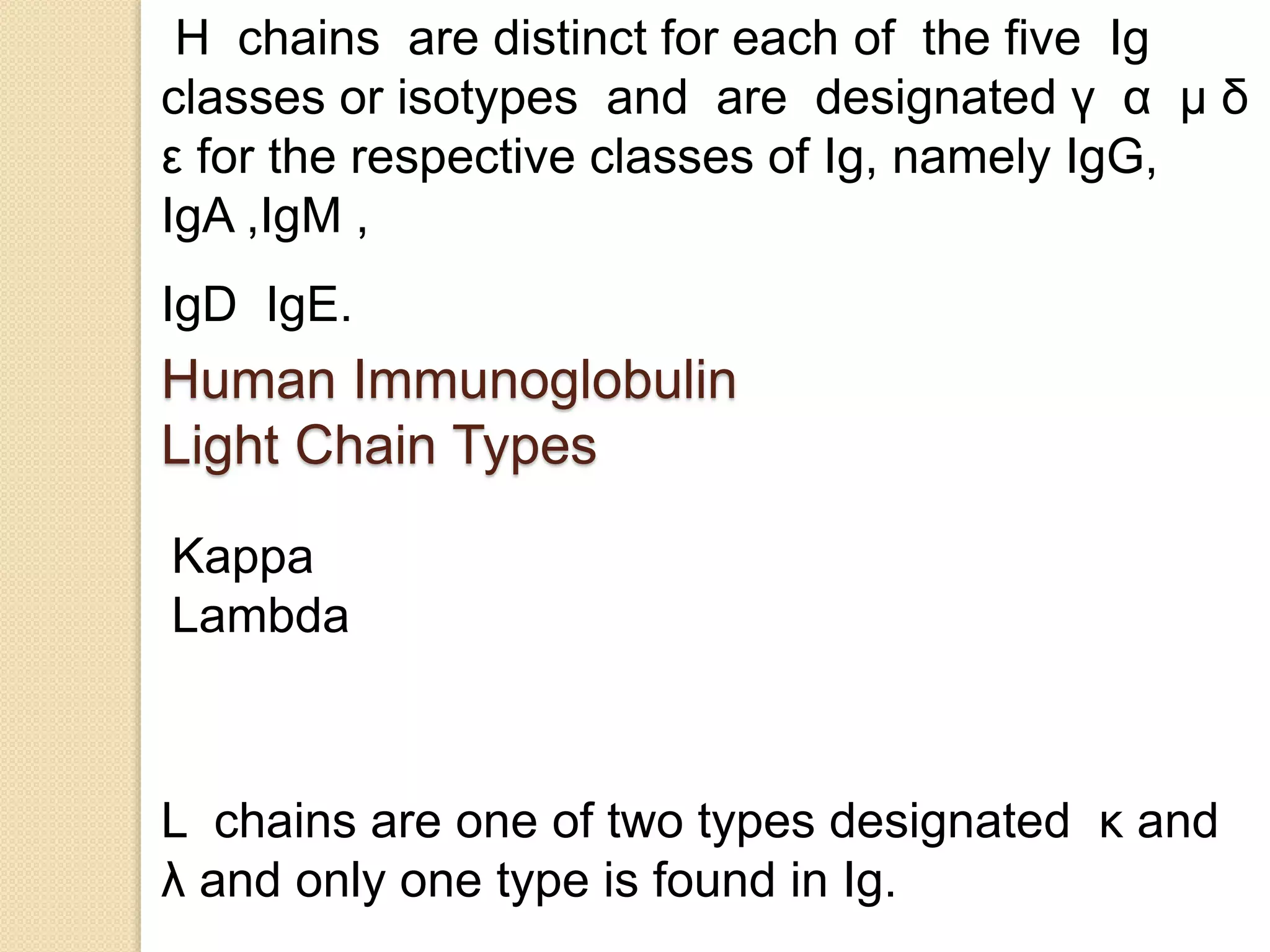 H chains are distinct for each of the five Ig
classes or isotypes and are designated γ α μ δ
ε for the respective classes of Ig, namely IgG,
IgA ,IgM ,
IgD IgE.
L chains are one of two types designated κ and
λ and only one type is found in Ig.
Human Immunoglobulin
Light Chain Types
Kappa
Lambda
 