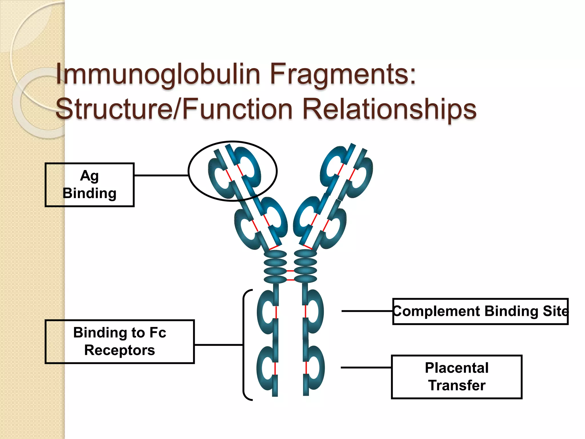 Immunoglobulin Fragments:
Structure/Function Relationships
Ag
Binding
Complement Binding Site
Placental
Transfer
Binding to Fc
Receptors
 