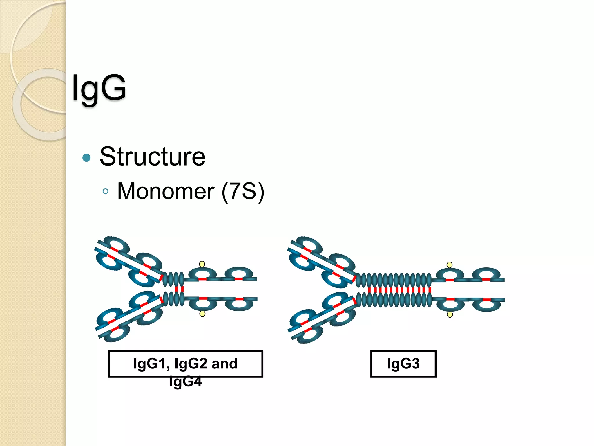 IgG
 Structure
◦ Monomer (7S)
IgG1, IgG2 and
IgG4
IgG3
 