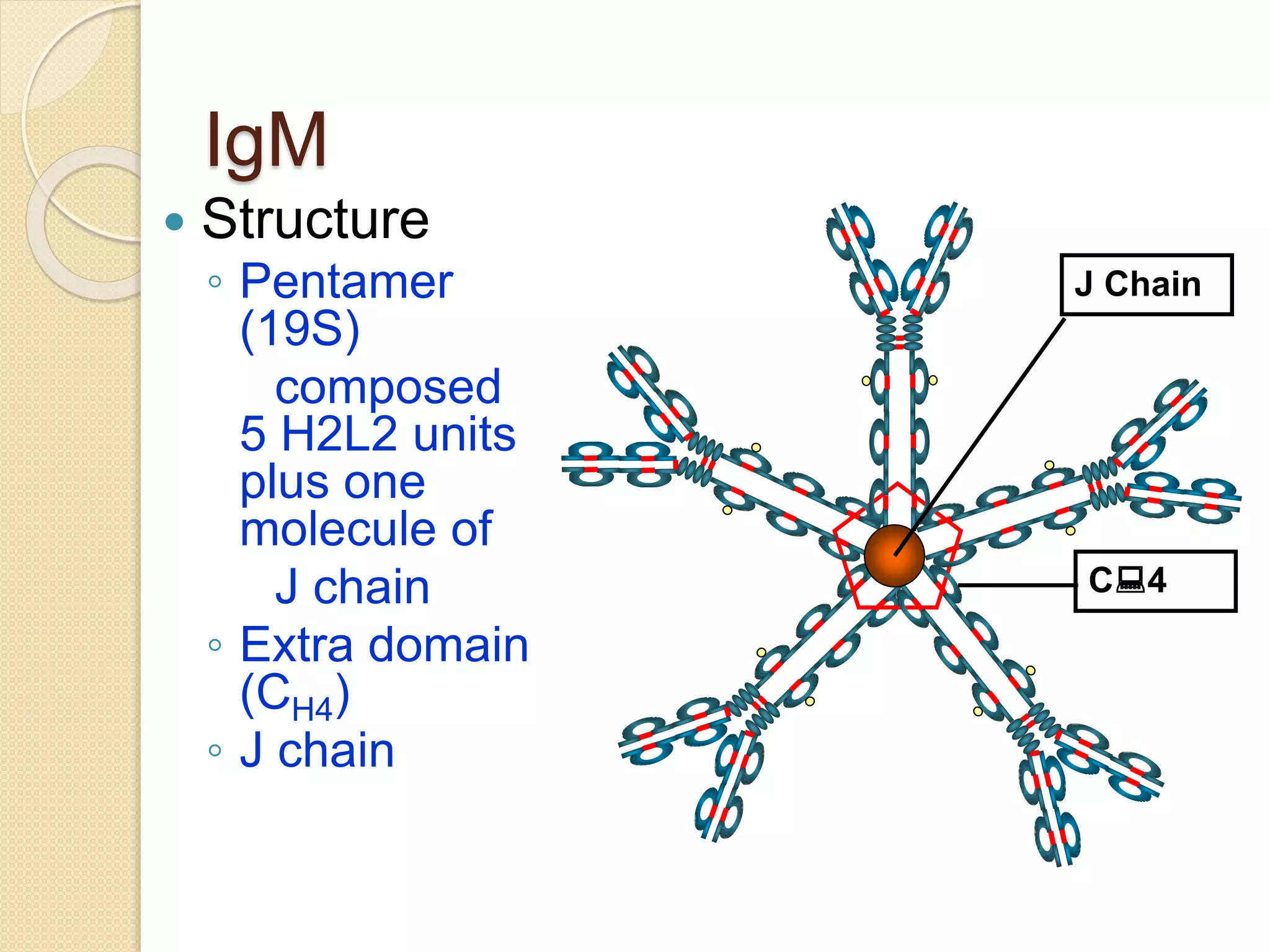 IgM
 Structure
◦ Pentamer
(19S)
composed
5 H2L2 units
plus one
molecule of
J chain
◦ Extra domain
(CH4)
◦ J chain
C4
J Chain
 