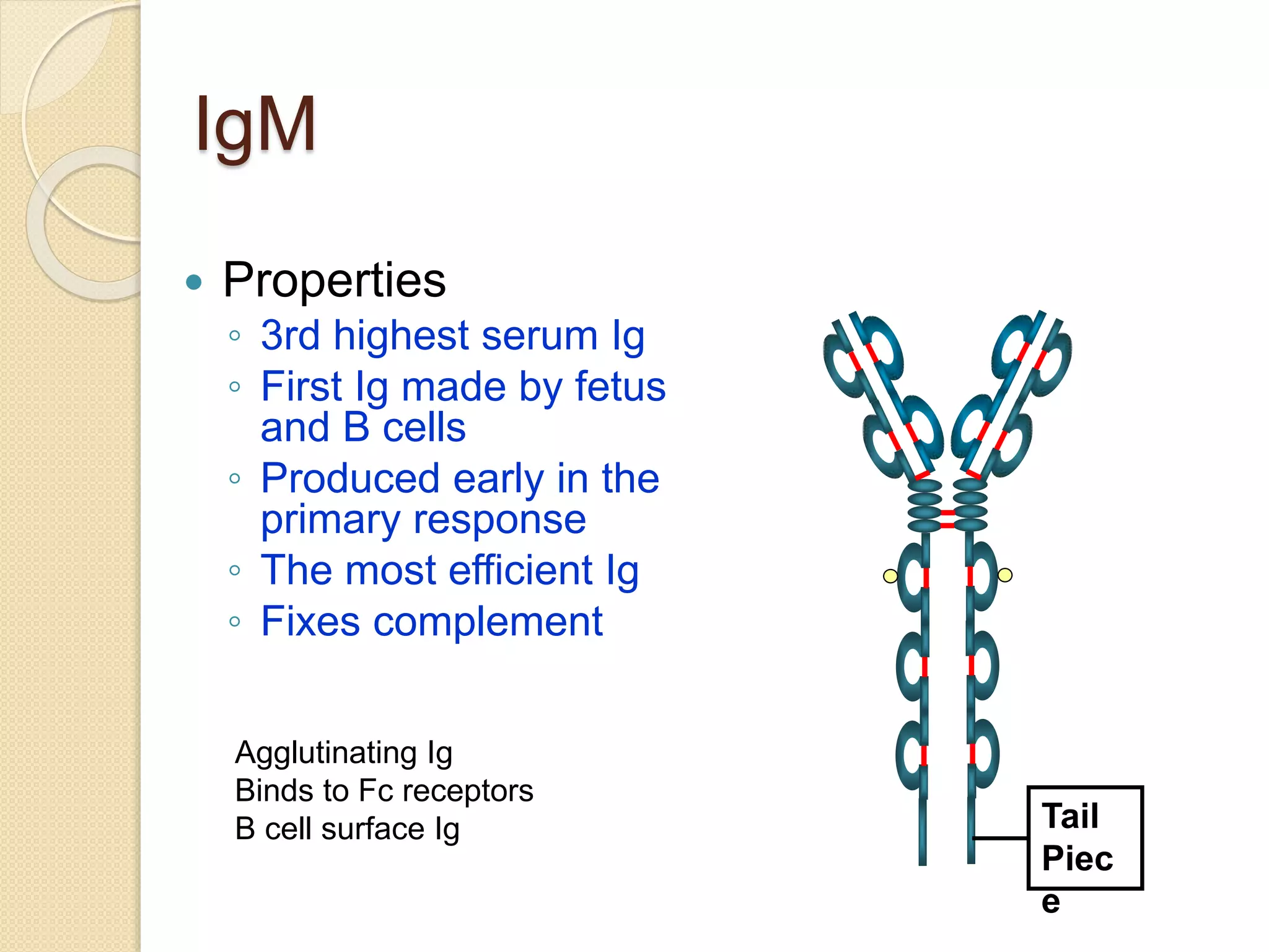 IgM
 Properties
◦ 3rd highest serum Ig
◦ First Ig made by fetus
and B cells
◦ Produced early in the
primary response
◦ The most efficient Ig
◦ Fixes complement
Tail
Piec
e
Agglutinating Ig
Binds to Fc receptors
B cell surface Ig
 