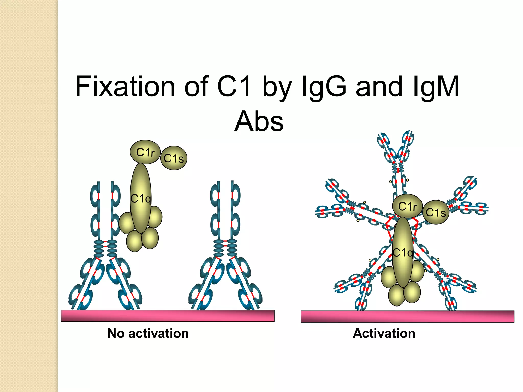 Fixation of C1 by IgG and IgM
Abs
No activation Activation
 