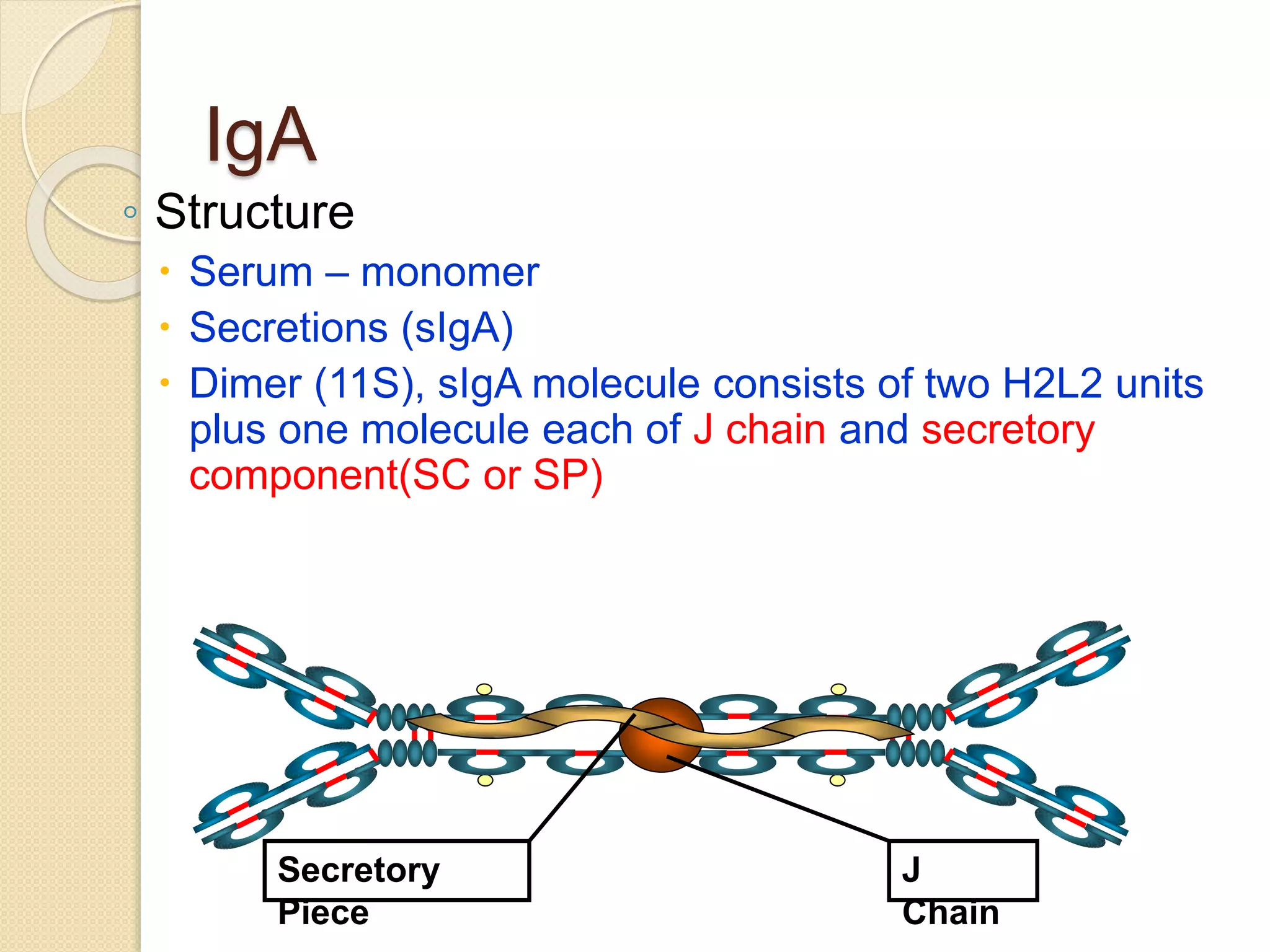 IgA
◦ Structure
 Serum – monomer
 Secretions (sIgA)
 Dimer (11S), sIgA molecule consists of two H2L2 units
plus one molecule each of J chain and secretory
component(SC or SP)
J
Chain
Secretory
Piece
 