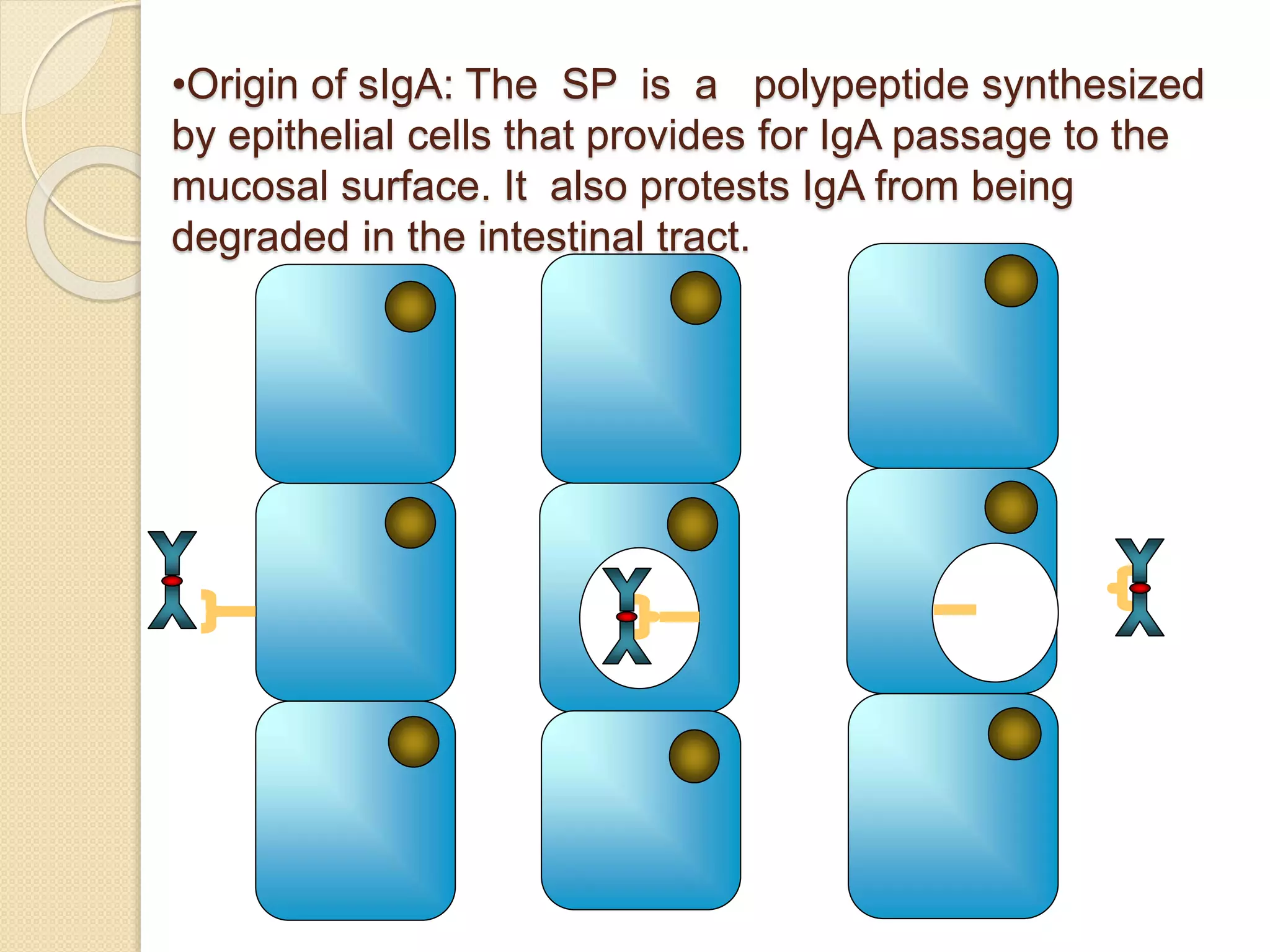 •Origin of sIgA: The SP is a polypeptide synthesized
by epithelial cells that provides for IgA passage to the
mucosal surface. It also protests IgA from being
degraded in the intestinal tract.
 