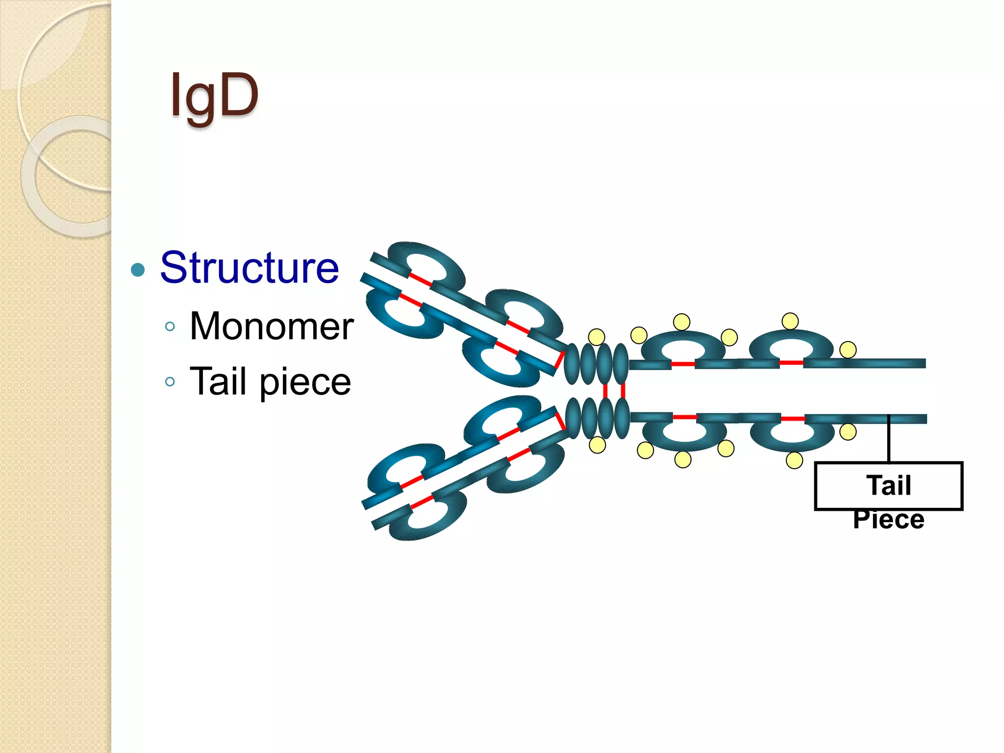 IgD
 Structure
◦ Monomer
◦ Tail piece
Tail
Piece
 
