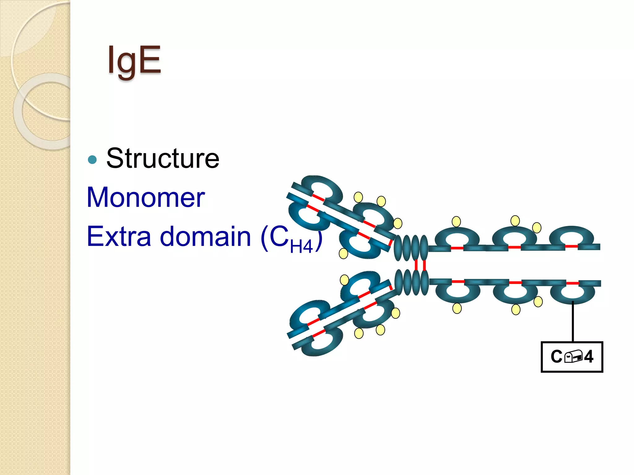 IgE
 Structure
Monomer
Extra domain (CH4)
C4
 