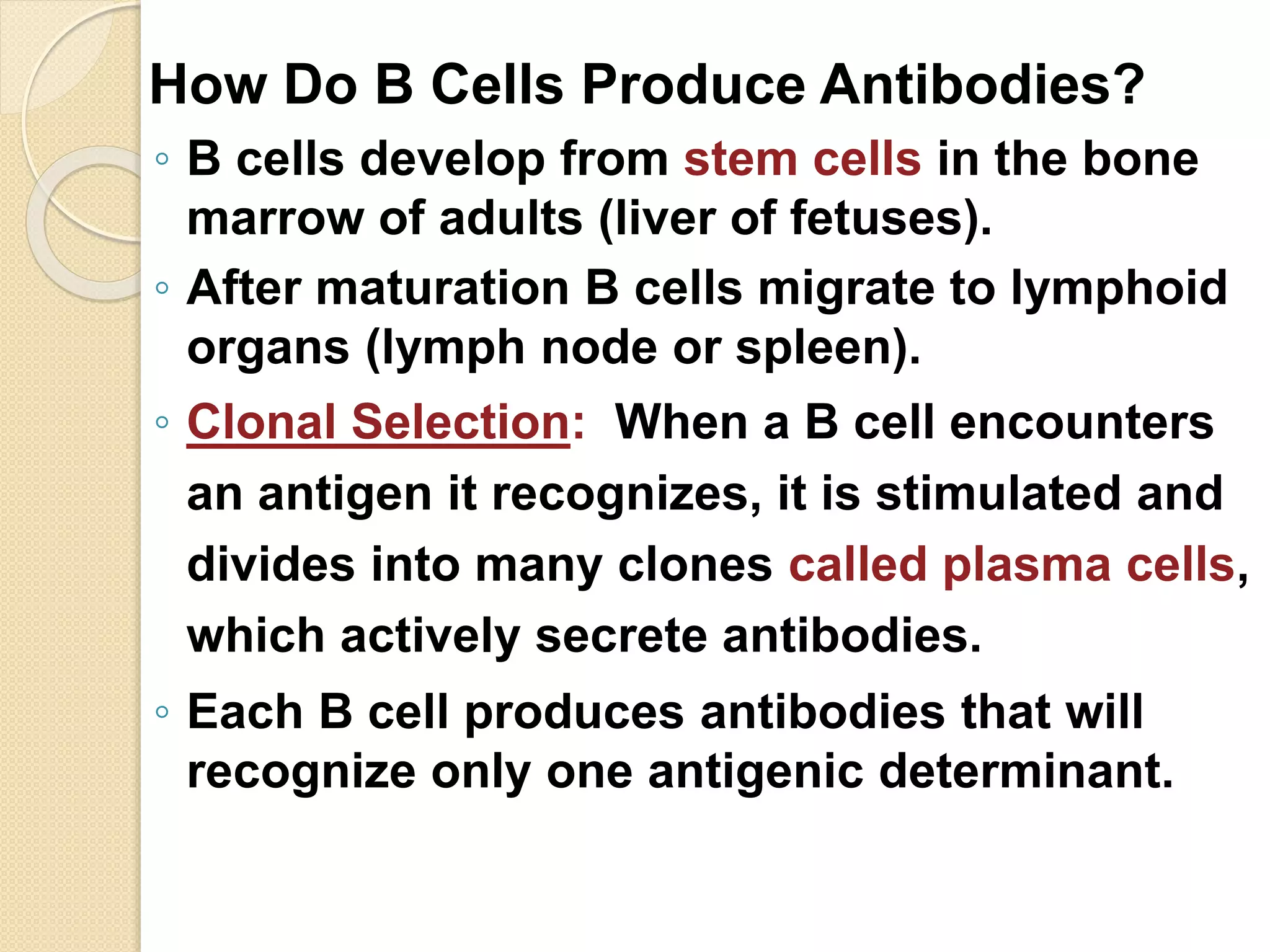 How Do B Cells Produce Antibodies?
◦ B cells develop from stem cells in the bone
marrow of adults (liver of fetuses).
◦ After maturation B cells migrate to lymphoid
organs (lymph node or spleen).
◦ Clonal Selection: When a B cell encounters
an antigen it recognizes, it is stimulated and
divides into many clones called plasma cells,
which actively secrete antibodies.
◦ Each B cell produces antibodies that will
recognize only one antigenic determinant.
 