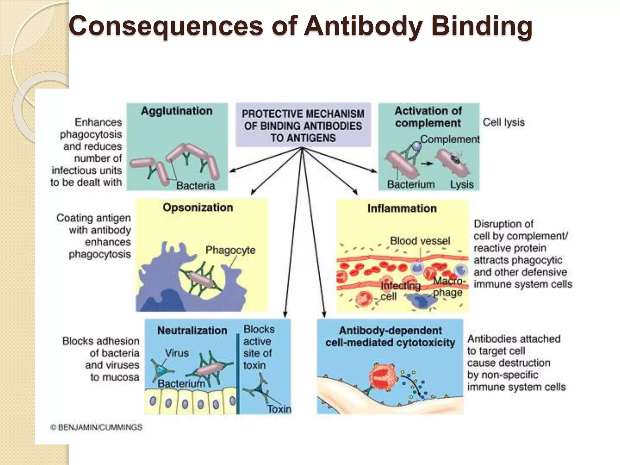 Consequences of Antibody Binding
 