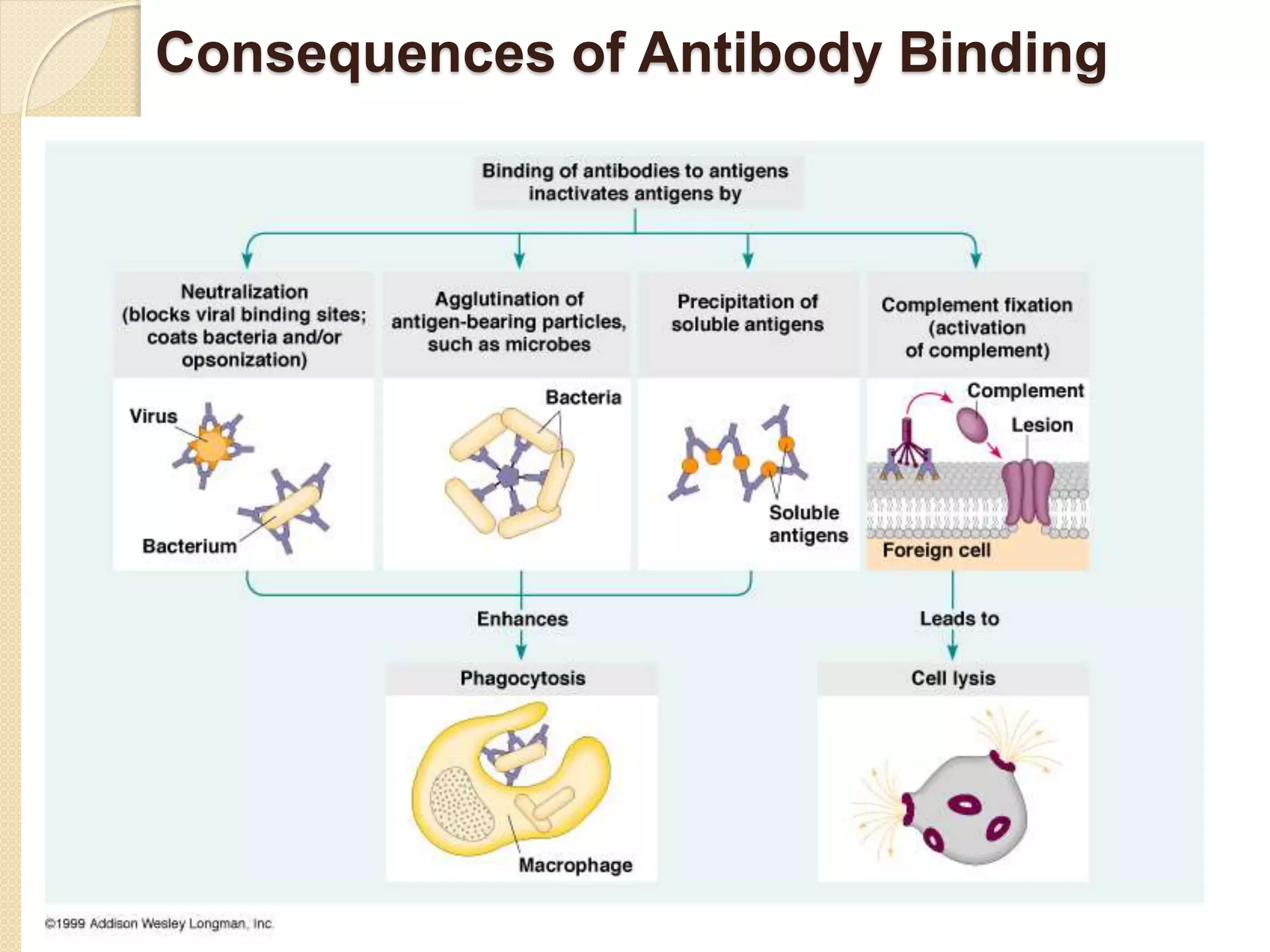 Consequences of Antibody Binding
 