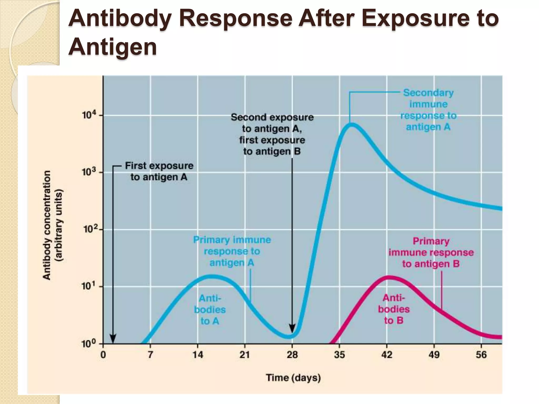 Antibody Response After Exposure to
Antigen
 