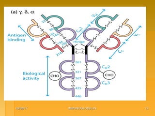 06/08/1706/08/17 IMMUNOGLOBULINIMMUNOGLOBULIN 1313
 