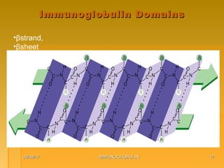 06/08/1706/08/17 IMMUNOGLOBULINIMMUNOGLOBULIN 1717
Immunoglobulin DomainsImmunoglobulin Domains
•βstrand,
•βsheet
 
