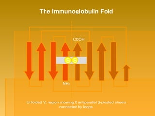 Unfolded VL region showing 8 antiparallel β-pleated sheets
connected by loops.
NH2
COOH
S S
The Immunoglobulin Fold
 