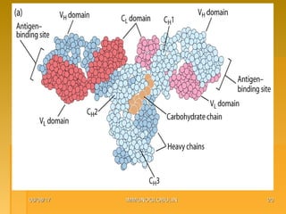 06/08/1706/08/17 IMMUNOGLOBULINIMMUNOGLOBULIN 2020
 