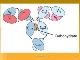 06/08/1706/08/17 IMMUNOGLOBULINIMMUNOGLOBULIN 2121
 