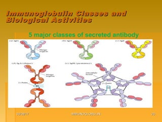 06/08/1706/08/17 IMMUNOGLOBULINIMMUNOGLOBULIN 2626
Immunoglobulin Classes andImmunoglobulin Classes and
Biological ActivitiesBiological Activities
5 major classes of secreted antibody
 