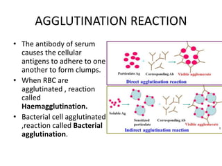 Immunoglobulin | PPTX