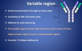 Variable region
 Amino-terminal half of the light or heavy chain
 Consisting of 100–110 amino acids
 Different for each class of Igs
 The variable regions of both light and heavy chains consist of three
highly variable regions known as hypervariable regions
 Function  Antigen binding site
 