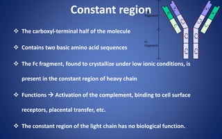 Constant region
 The carboxyl-terminal half of the molecule
 Contains two basic amino acid sequences
 The Fc fragment, found to crystallize under low ionic conditions, is
present in the constant region of heavy chain
 Functions  Activation of the complement, binding to cell surface
receptors, placental transfer, etc.
 The constant region of the light chain has no biological function.
 