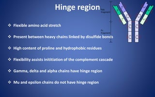Hinge region
 Flexible amino acid stretch
 Present between heavy chains linked by disulfide bonds
 High content of proline and hydrophobic residues
 Flexibility assists inititiation of the complement cascade
 Gamma, delta and alpha chains have hinge region
 Mu and epsilon chains do not have hinge region
 