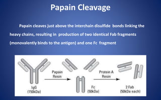 Papain Cleavage
Papain cleaves just above the interchain disulfide bonds linking the
heavy chains, resulting in production of two identical Fab fragments
(monovalently binds to the antigen) and one Fc fragment
 