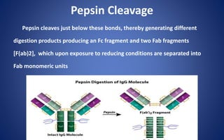 Pepsin Cleavage
Pepsin cleaves just below these bonds, thereby generating different
digestion products producing an Fc fragment and two Fab fragments
[F(ab)2], which upon exposure to reducing conditions are separated into
Fab monomeric units
 