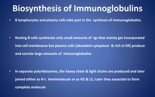 Biosynthesis of Immunoglobulins
• B lymphocytes and plasma cells take part in the synthesis of immunoglobulins
• Resting B cells synthesize only small amounts of Igs that mainly get incorporated
into cell membranes but plasma cells (abundant cytoplasm & rich in ER) produce
and secrete large amounts of immunoglobulins
• In separate polyribosomes, the heavy chain & light chains are produced and later
joined either as H-L hemimolecule or as H2 & L2, Later they associate to form
complete molecule
 