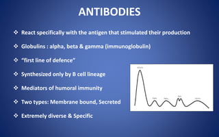 ANTIBODIES
 React specifically with the antigen that stimulated their production
 Globulins : alpha, beta & gamma (immunoglobulin)
 “first line of defence”
 Synthesized only by B cell lineage
 Mediators of humoral immunity
 Two types: Membrane bound, Secreted
 Extremely diverse & Specific
 