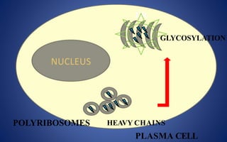 NUCLEUS
ER
POLYRIBOSOMES HEAVY CHAINS
PLASMA CELL
GLYCOSYLATION
 