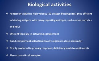 Biological activities
 Pentameric IgM has high valency (10 antigen binding sites) thus efficient
in binding antigens with many repeating epitopes, such as viral particles
and RBCs
 Efficient than IgG in activating complement
 Good complement activation (two Fc regions in close proximity)
 First Ig produced in primary response; deficiency leads to septicaemia
 Also act as a B cell receptor
 