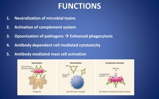 FUNCTIONS
1. Neutralization of microbial toxins
2. Activation of complement system
3. Opsonization of pathogens  Enhanced phagocytosis
4. Antibody dependent cell mediated cytotoxicity
5. Antibody mediated mast cell activation
 