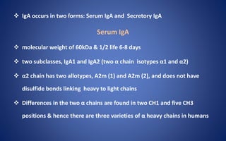  IgA occurs in two forms: Serum IgA and Secretory IgA
Serum IgA
 molecular weight of 60kDa & 1/2 life 6-8 days
 two subclasses, IgA1 and IgA2 (two α chain isotypes α1 and α2)
 α2 chain has two allotypes, A2m (1) and A2m (2), and does not have
disulfide bonds linking heavy to light chains
 Differences in the two α chains are found in two CH1 and five CH3
positions & hence there are three varieties of α heavy chains in humans
 