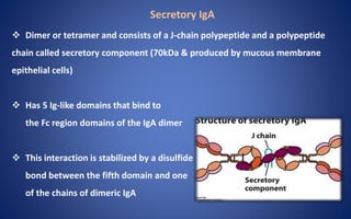 Secretory IgA
 Dimer or tetramer and consists of a J-chain polypeptide and a polypeptide
chain called secretory component (70kDa & produced by mucous membrane
epithelial cells)
 Has 5 Ig-like domains that bind to
the Fc region domains of the IgA dimer
 This interaction is stabilized by a disulfide
bond between the fifth domain and one
of the chains of dimeric IgA
 