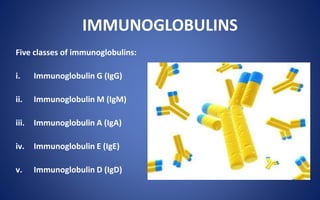 IMMUNOGLOBULINS
Five classes of immunoglobulins:
i. Immunoglobulin G (IgG)
ii. Immunoglobulin M (IgM)
iii. Immunoglobulin A (IgA)
iv. Immunoglobulin E (IgE)
v. Immunoglobulin D (IgD)
 