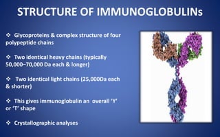 STRUCTURE OF IMMUNOGLOBULINs
 Glycoproteins & complex structure of four
polypeptide chains
 Two identical heavy chains (typically
50,000–70,000 Da each & longer)
 Two identical light chains (25,000Da each
& shorter)
 This gives immunoglobulin an overall ‘Y’
or ‘T’ shape
 Crystallographic analyses
 