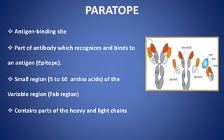 PARATOPE
 Antigen-binding site
 Part of antibody which recognizes and binds to
an antigen (Epitope).
 Small region (5 to 10 amino acids) of the
Variable region (Fab region)
 Contains parts of the heavy and light chains
 