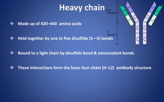 Heavy chain
 Made up of 420–440 amino acids
 Held together by one to five disulfide (S—S) bonds
 Bound to a light chain by disulfide bond & noncovalent bonds
 These interactions form the basic four-chain (H–L)2 antibody structure
 