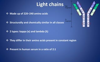 Light chains
 Made up of 220–240 amino acids
 Structurally and chemically similar in all classes
 2 types: kappa (κ) and lambda (λ)
 They differ in their amino acids present in constant region
 Present in human serum in a ratio of 2:1
 