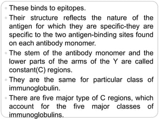  These binds to epitopes.
 Their structure reflects the nature of the
antigen for which they are specific-they are
specific to the two antigen-binding sites found
on each antibody monomer.
 The stem of the antibody monomer and the
lower parts of the arms of the Y are called
constant(C) regions.
 They are the same for particular class of
immunoglobulin.
 There are five major type of C regions, which
account for the five major classes of
immunoglobulins.
 