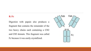 B. Fc
Digestion with papain also produces a
fragment that contains the remainder of the
two heavy chains each containing a CH2
and CH3 domain. This fragment was called
Fc because it was easily crystallized.
 