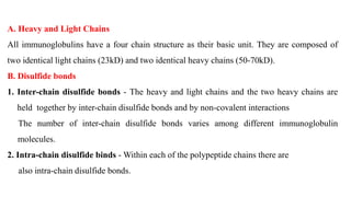 A. Heavy and Light Chains
All immunoglobulins have a four chain structure as their basic unit. They are composed of
two identical light chains (23kD) and two identical heavy chains (50-70kD).
B. Disulfide bonds
1. Inter-chain disulfide bonds - The heavy and light chains and the two heavy chains are
held together by inter-chain disulfide bonds and by non-covalent interactions
The number of inter-chain disulfide bonds varies among different immunoglobulin
molecules.
2. Intra-chain disulfide binds - Within each of the polypeptide chains there are
also intra-chain disulfide bonds.
 