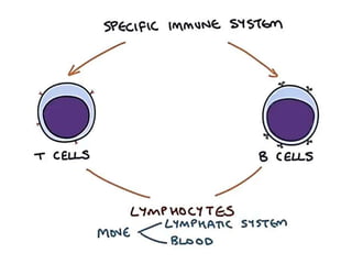 Immunoglobulins and Immune system