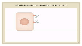 16
ANTIBODY-DEPENDENT CELL-MEDIATED CYTOTOXICITY (ADCC)
 