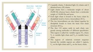  4 peptide chains, 2 identical light (L) chains and 2
identical heavy (H) chains.
 Light chains have a molecular weight of about
25,000 Da whereas heavy chains have a molecular
weight of 50,000 Da and more.
 Each light chain is bound to the heavy chain by
disulphide bond to form a heterodimer (H-L).
 The two heterodimers are also linked together by
disulphide bonds to form the basic four chain
structure (H-L)2.
 The first 110 amino acids in each chain vary
greatly among antibodies of different specificities.
This region is called the variable region (V), where
VL is variable light chain and VH is variable heavy
chain.
 The regions of relatively constant sequence
beyond the variable regions are called C regions,
CL on the light chain and CH on the heavy chain.
6
 