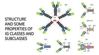 STRUCTURE
AND SOME
PROPERTIES OF
IG CLASSES AND
SUBCLASSES
 
