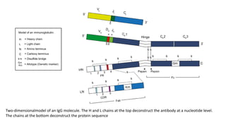 Two-dimensionalmodel of an IgG molecule. The H and L chains at the top deconstruct the antibody at a nucleotide level.
The chains at the bottom deconstruct the protein sequence
 