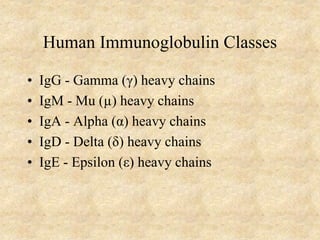 Human Immunoglobulin Classes
• IgG - Gamma (γ) heavy chains
• IgM - Mu (µ) heavy chains
• IgA - Alpha (α) heavy chains
• IgD - Delta (δ) heavy chains
• IgE - Epsilon (ε) heavy chains
 