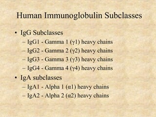 Human Immunoglobulin Subclasses
• IgG Subclasses
– IgG1 - Gamma 1 (γ1) heavy chains
– IgG2 - Gamma 2 (γ2) heavy chains
– IgG3 - Gamma 3 (γ3) heavy chains
– IgG4 - Gamma 4 (γ4) heavy chains
• IgA subclasses
– IgA1 - Alpha 1 (α1) heavy chains
– IgA2 - Alpha 2 (α2) heavy chains
 