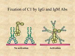 Fixation of C1 by IgG and IgM Abs
No activation Activation
 